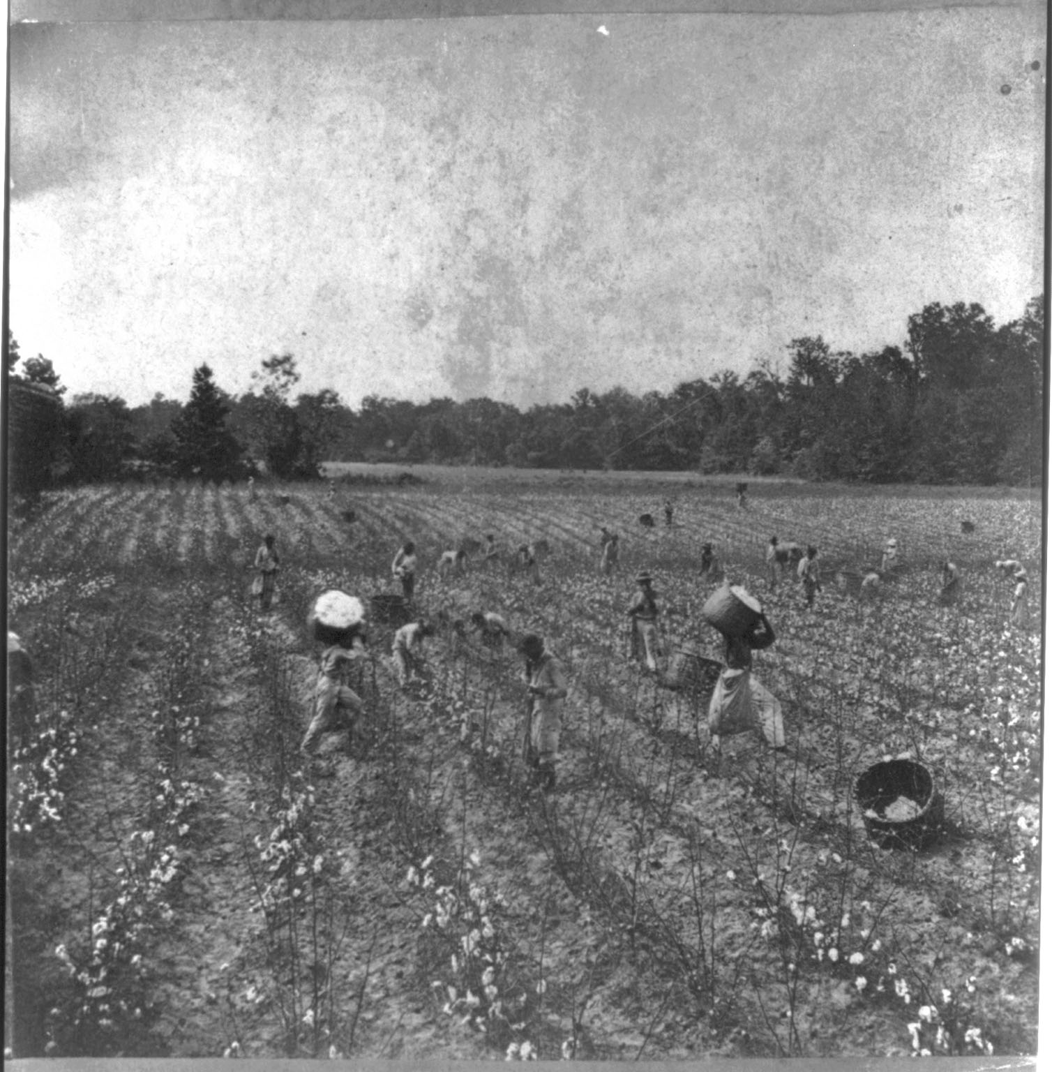 Slaves in Cottom Field
