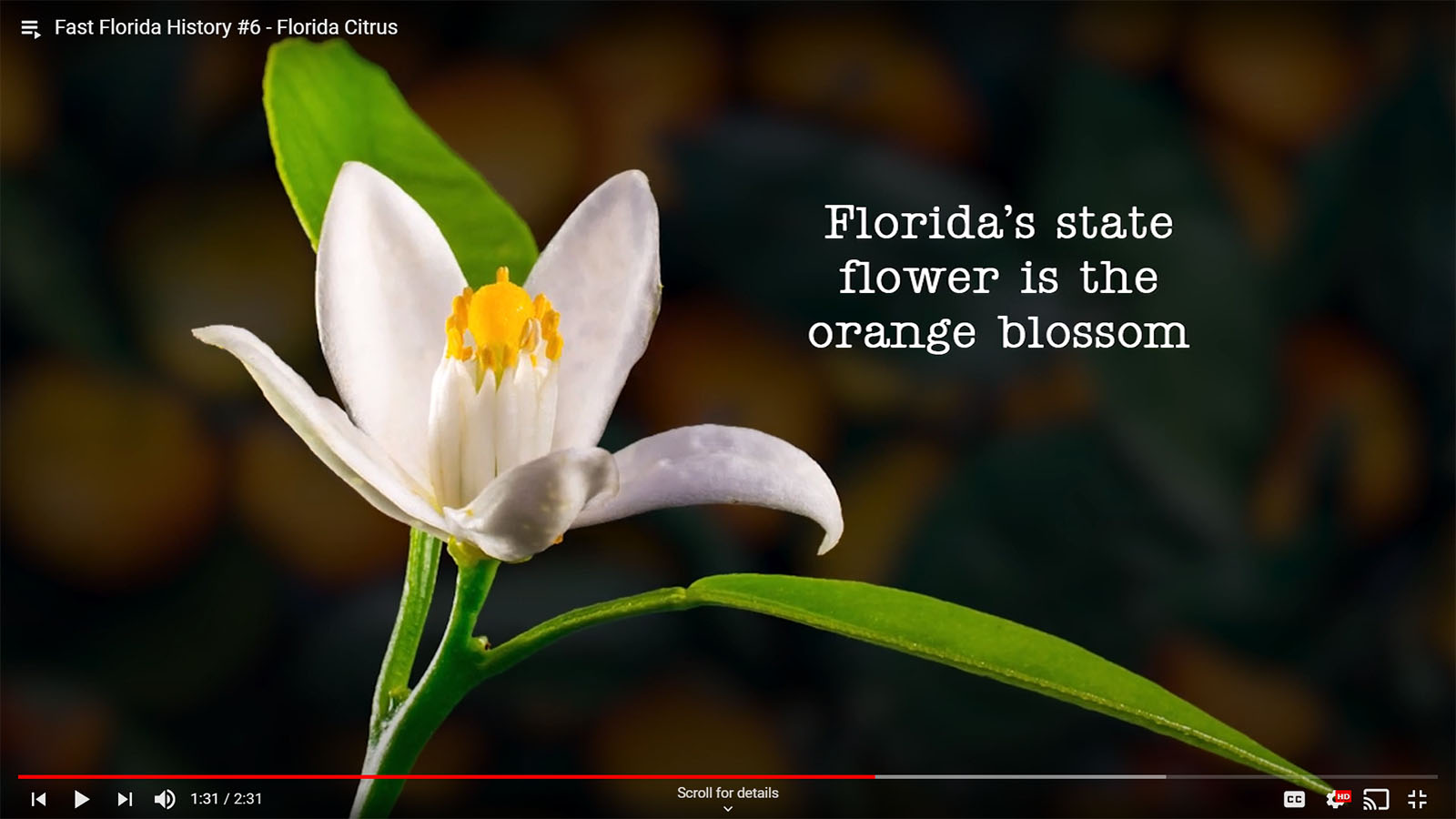 Orange Blossom State Flower