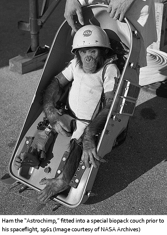 Ham the Astro chimp was launched into space | Florida Historical Society