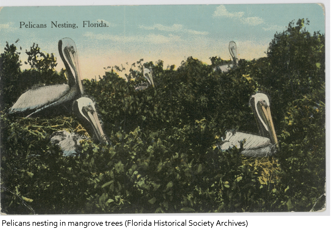 The Pelican Island National Wildlife became the first national refuge