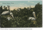 The Pelican Island National Wildlife became the first national refuge