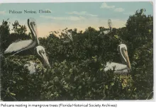 The Pelican Island National Wildlife became the first national refuge