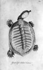 Bartram sketch of turtle