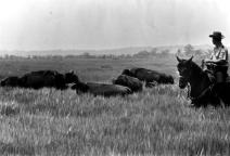 Buffalo, Paynes Prairie