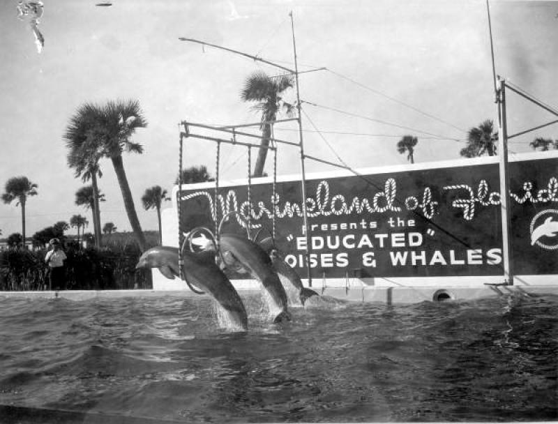 Florida Frontiers “Marineland Of Florida ” | Florida Historical Society