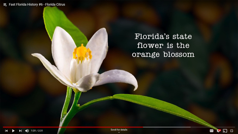 Fast Florida History #6 - Orange Blossom State Flower